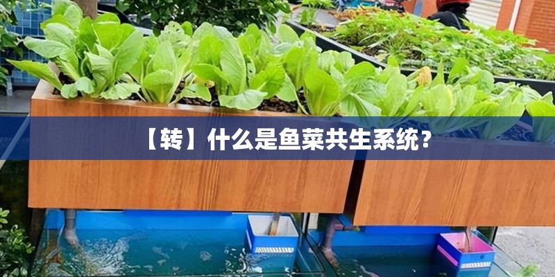 【转】什么是鱼菜共生系统？