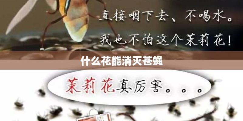 什么花能消灭苍蝇