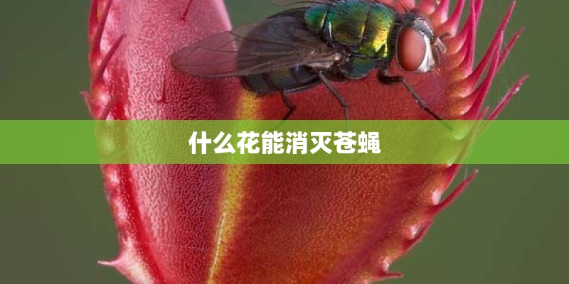 什么花能消灭苍蝇