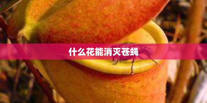 什么花能消灭苍蝇
