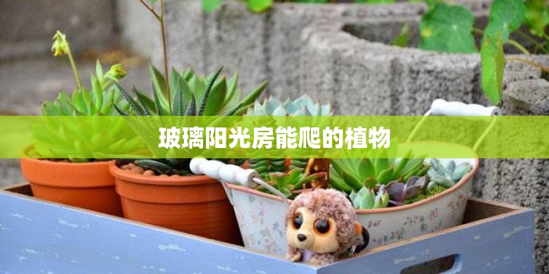 玻璃阳光房能爬的植物