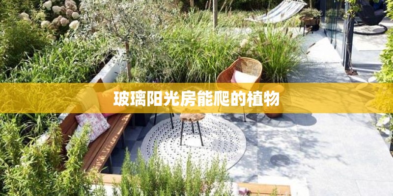玻璃阳光房能爬的植物