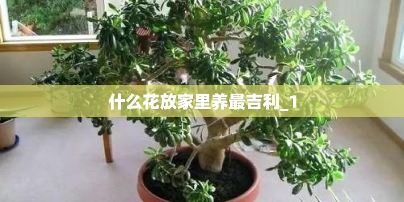 什么花放家里养最吉利_1