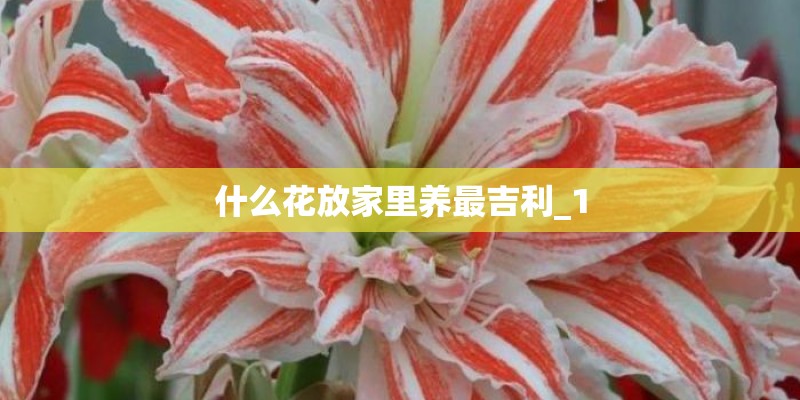 什么花放家里养最吉利_1