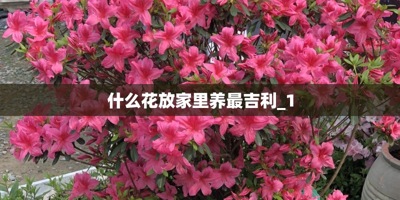 什么花放家里养最吉利_1