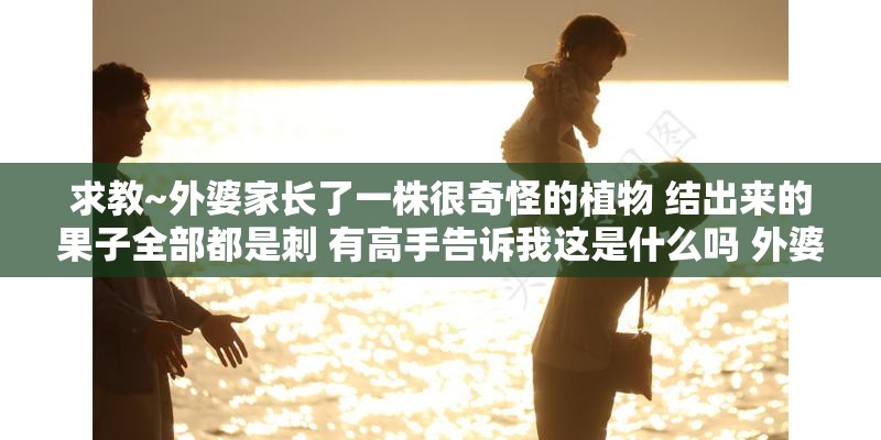 求教~外婆家长了一株很奇怪的植物 结出来的果子全部都是刺 有高手告诉我这是什么吗 外婆也很想知道自