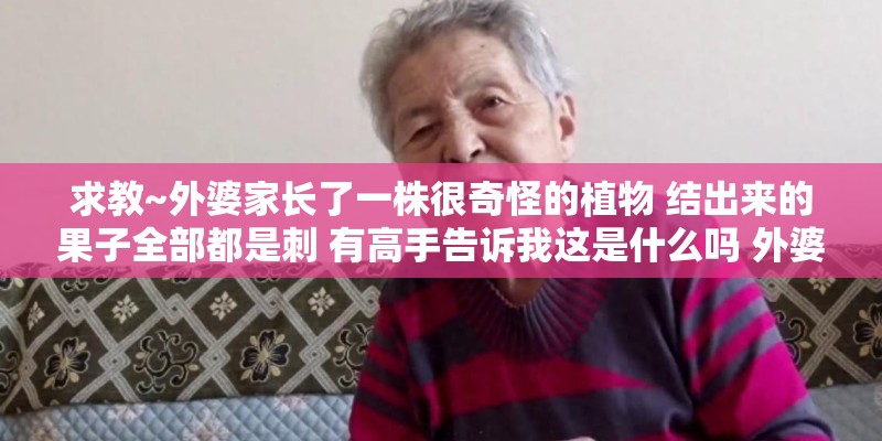 求教~外婆家长了一株很奇怪的植物 结出来的果子全部都是刺 有高手告诉我这是什么吗 外婆也很想知道自