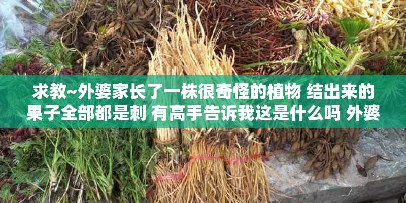 求教~外婆家长了一株很奇怪的植物 结出来的果子全部都是刺 有高手告诉我这是什么吗 外婆也很想知道自