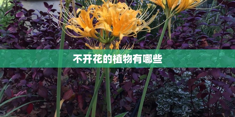 不开花的植物有哪些