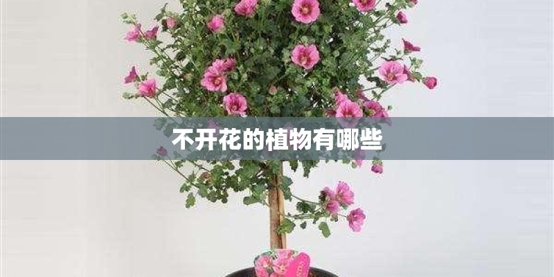 不开花的植物有哪些