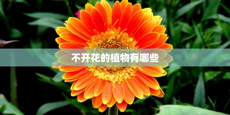 不开花的植物有哪些