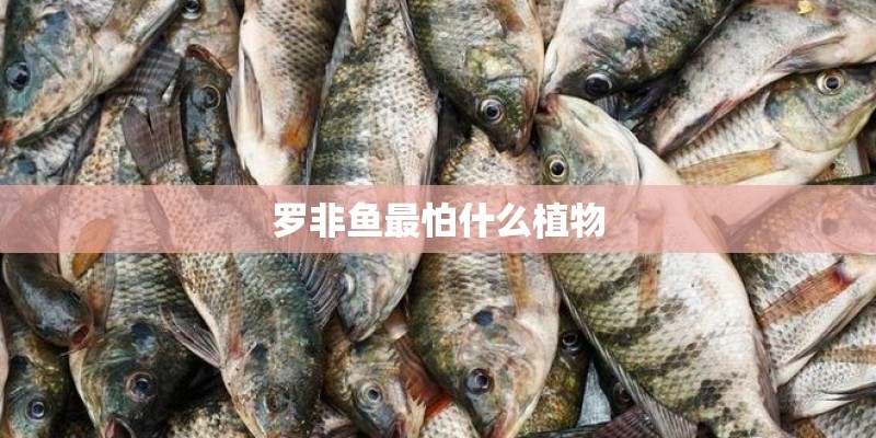 罗非鱼最怕什么植物