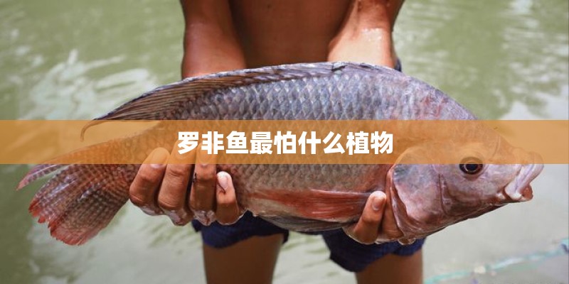 罗非鱼最怕什么植物