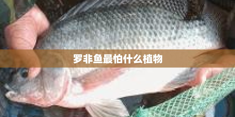 罗非鱼最怕什么植物