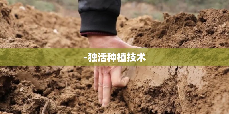 -独活种植技术