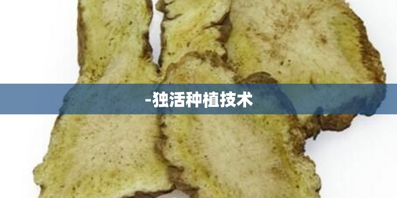 -独活种植技术