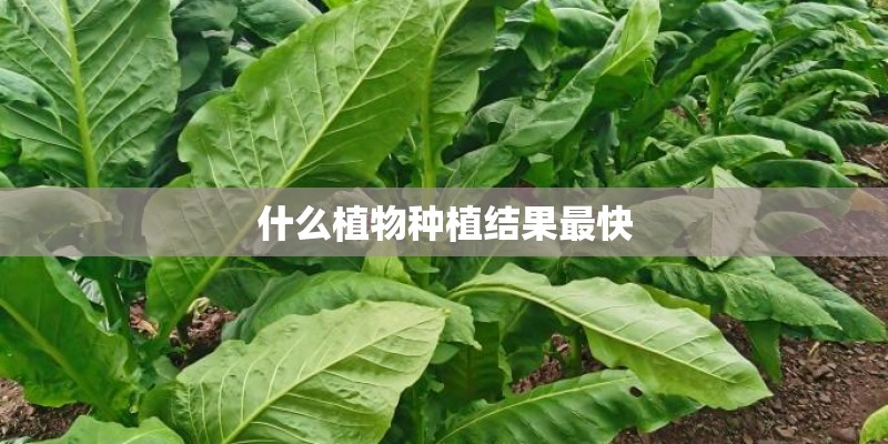 什么植物种植结果最快