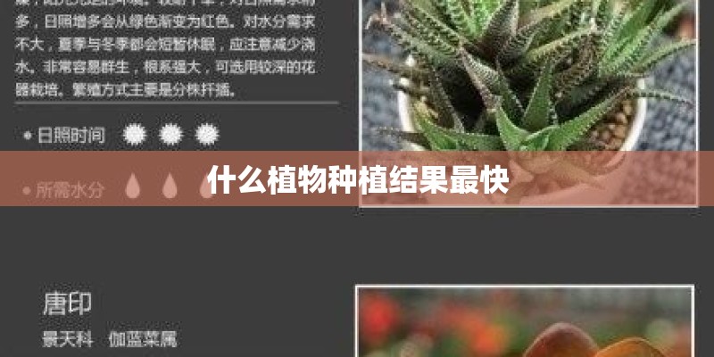 什么植物种植结果最快
