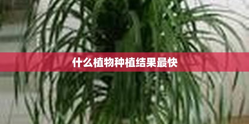 什么植物种植结果最快