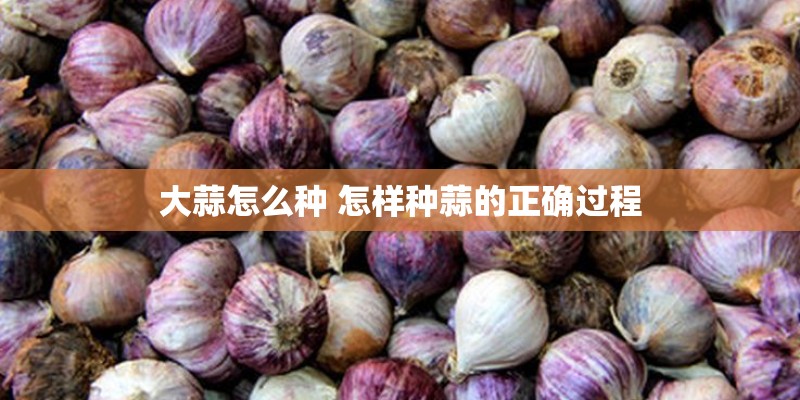 大蒜怎么种 怎样种蒜的正确过程
