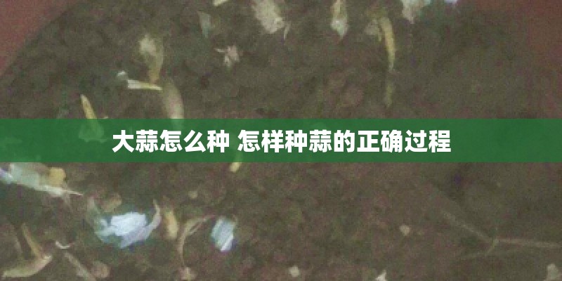 大蒜怎么种 怎样种蒜的正确过程
