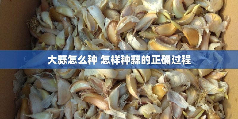 大蒜怎么种 怎样种蒜的正确过程