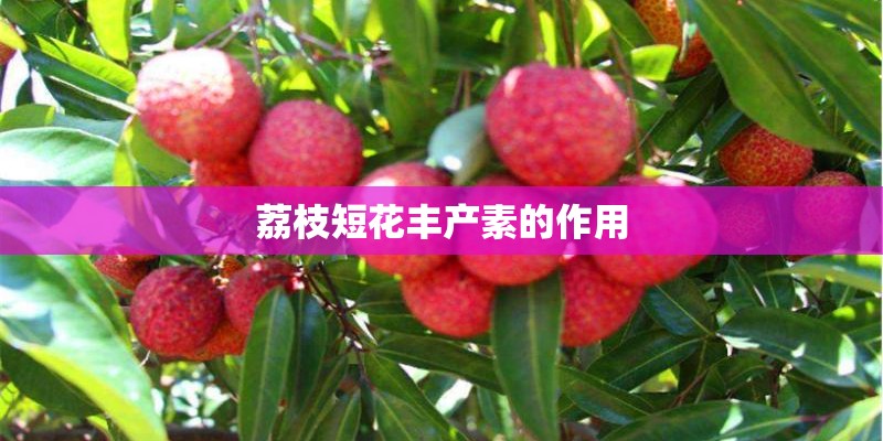 荔枝短花丰产素的作用