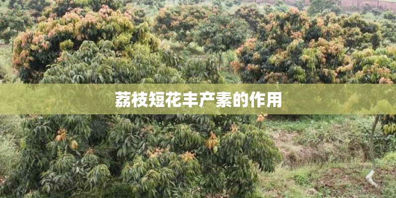 荔枝短花丰产素的作用
