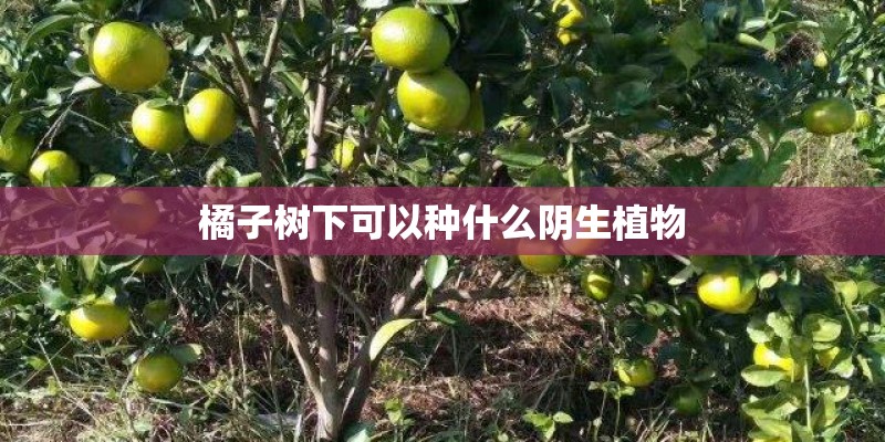 橘子树下可以种什么阴生植物