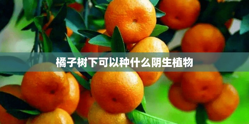 橘子树下可以种什么阴生植物