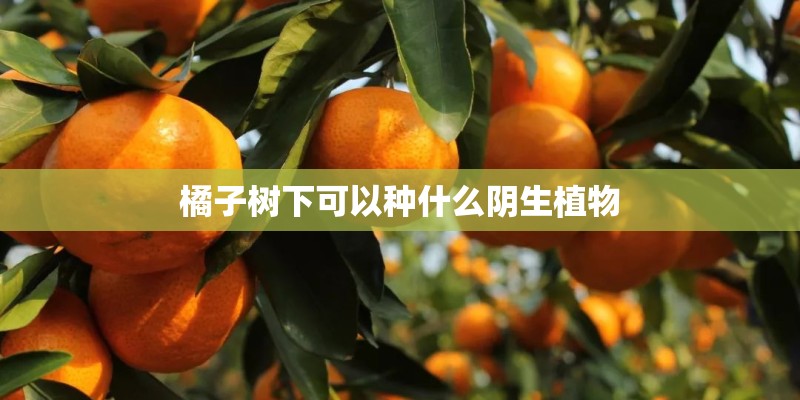 橘子树下可以种什么阴生植物