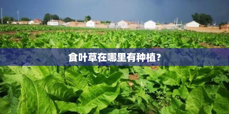 食叶草在哪里有种植？