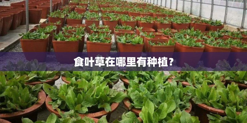 食叶草在哪里有种植？