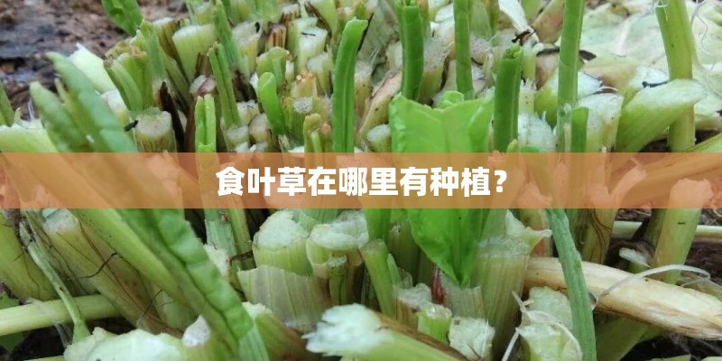 食叶草在哪里有种植？