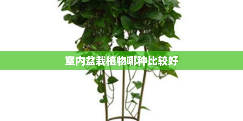室内盆栽植物哪种比较好