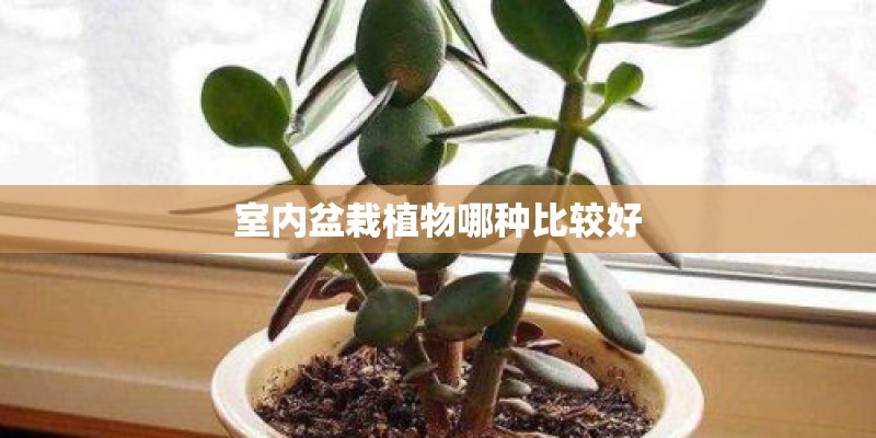 室内盆栽植物哪种比较好