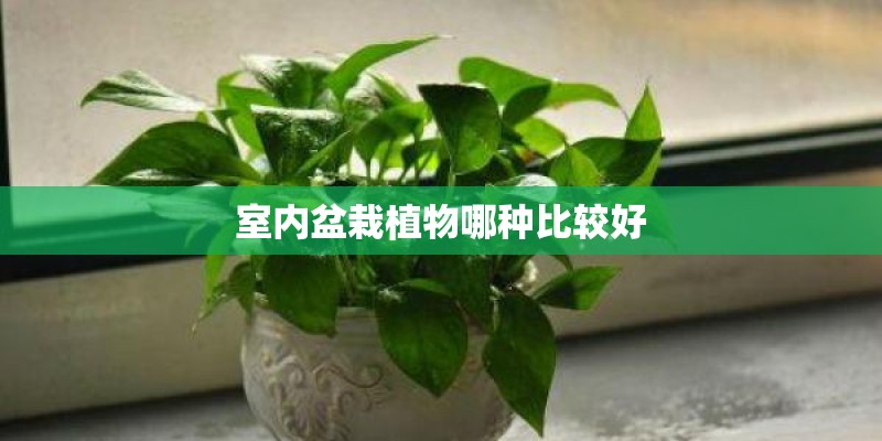 室内盆栽植物哪种比较好