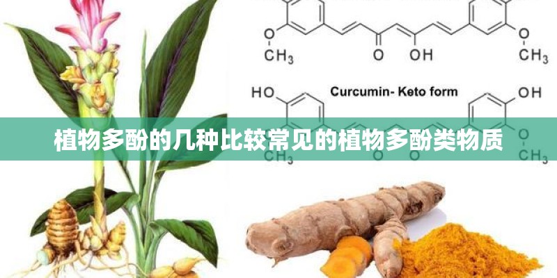 植物多酚的几种比较常见的植物多酚类物质