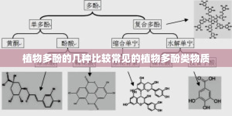 植物多酚的几种比较常见的植物多酚类物质