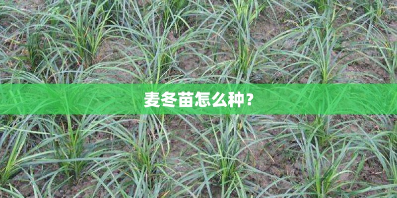 麦冬苗怎么种？