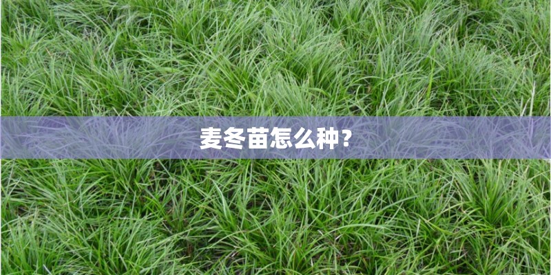 麦冬苗怎么种？