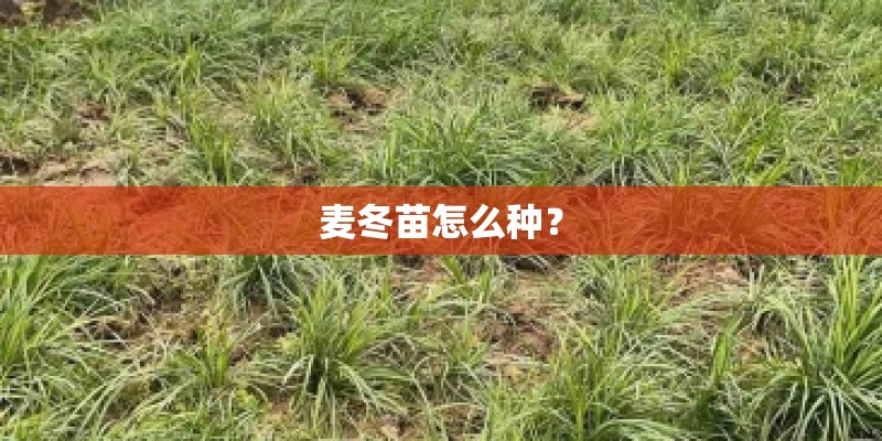 麦冬苗怎么种？