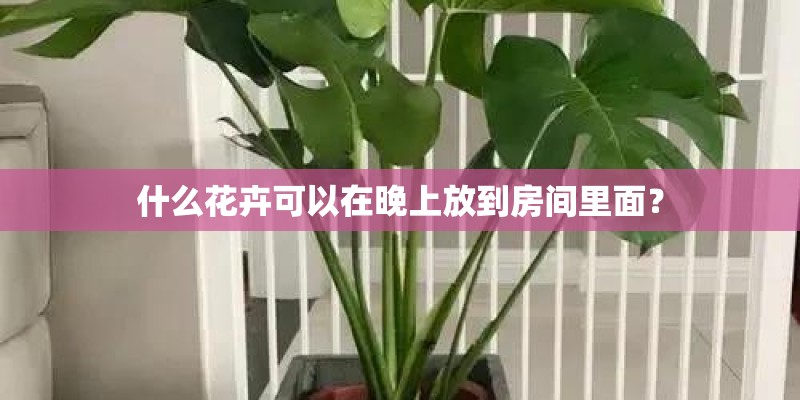 什么花卉可以在晚上放到房间里面？