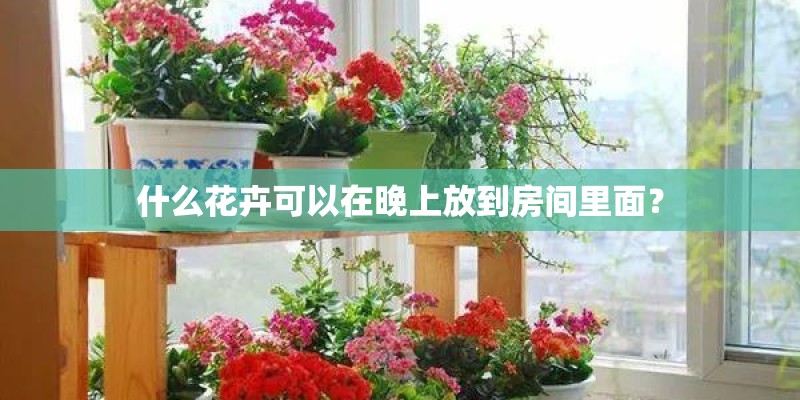 什么花卉可以在晚上放到房间里面？
