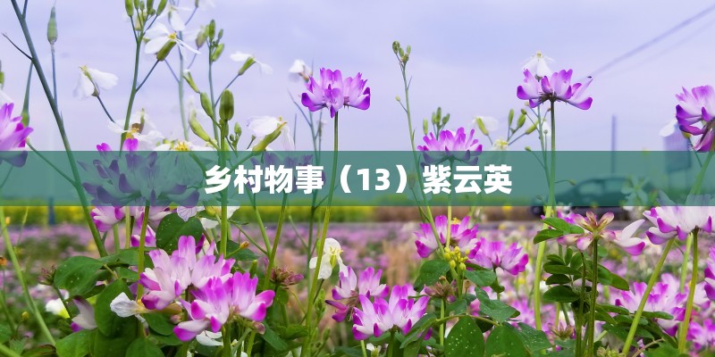 乡村物事（13）紫云英