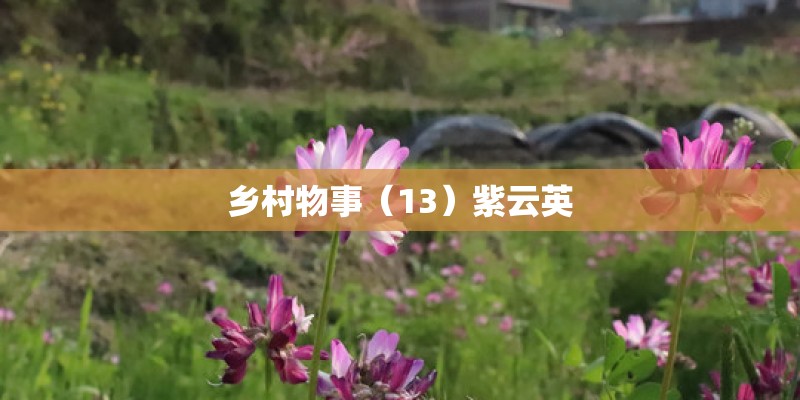 乡村物事（13）紫云英