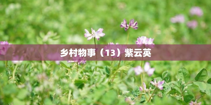 乡村物事（13）紫云英