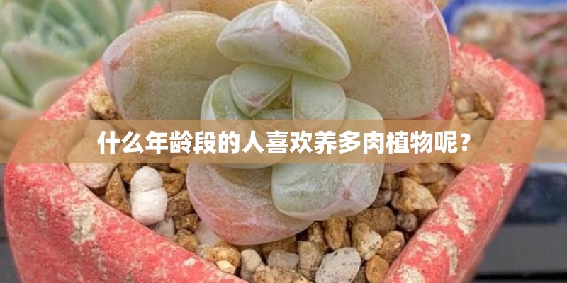 什么年龄段的人喜欢养多肉植物呢？