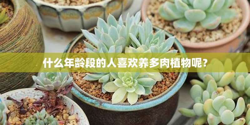 什么年龄段的人喜欢养多肉植物呢？