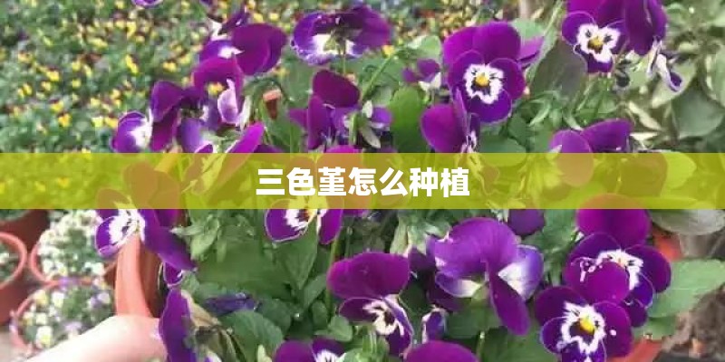 三色堇怎么种植
